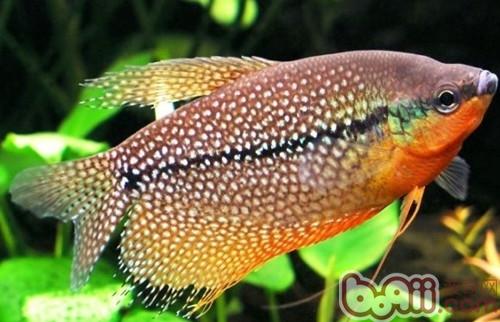 適合新手飼養的小型觀賞魚種類|水族品種-波奇