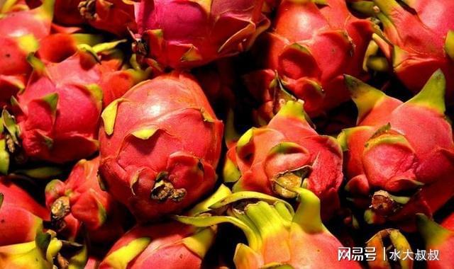 狗可以吃火龍果嗎_果狗吃火龍可以驅蟲嗎_狗可以吃火龍果的功效與作用
