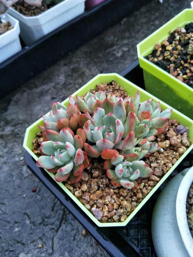 多肉的氣根用不用去除_多肉長的氣根_多肉長氣根怎樣處理