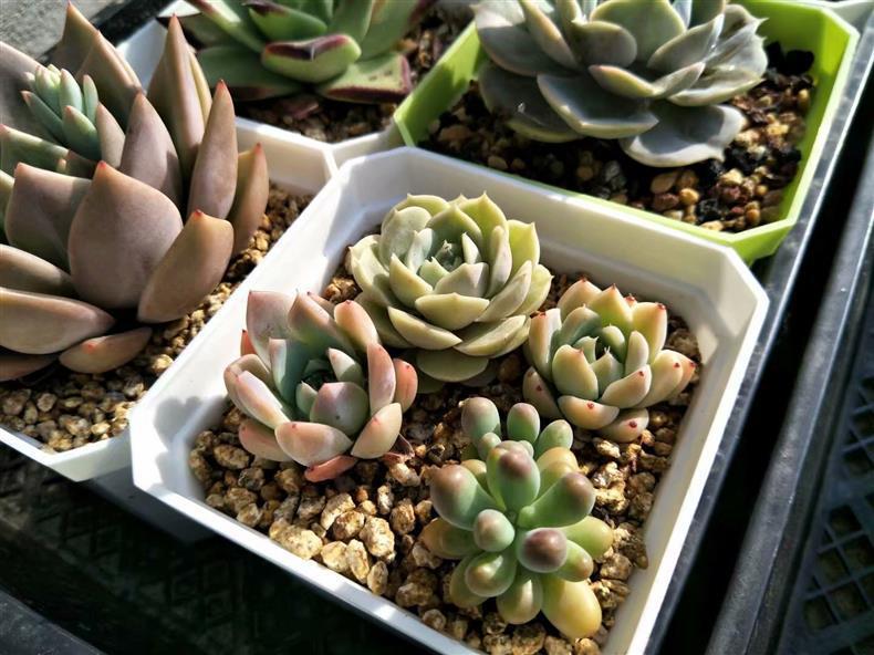 多肉長的氣根_多肉的氣根用不用去除_多肉長氣根怎樣處理