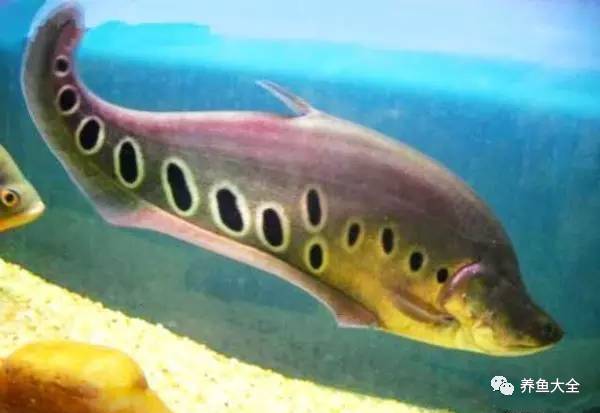 大型觀賞魚(yú)你喜歡那些？