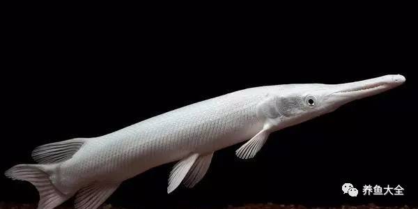 上層觀賞魚有哪幾種魚_上層觀賞魚有哪些淡水魚_上層觀賞魚