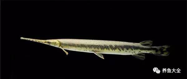 上層觀賞魚有哪些淡水魚_上層觀賞魚_上層觀賞魚有哪幾種魚