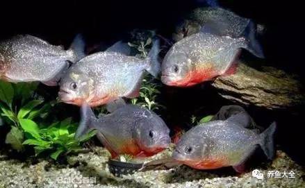 上層觀賞魚有哪些淡水魚_上層觀賞魚_上層觀賞魚有哪幾種魚