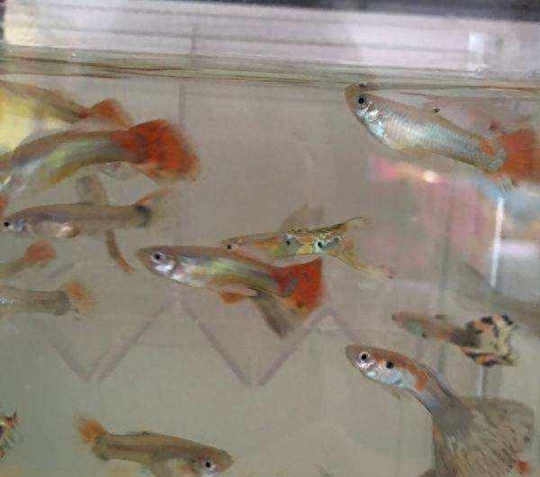 附近觀賞魚店在哪里_最近的觀賞魚店_觀賞魚附近地址