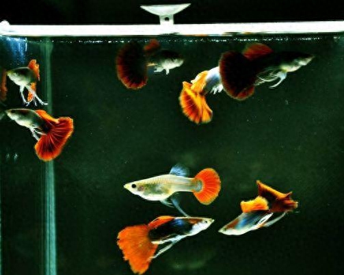 最近的觀賞魚店_附近觀賞魚店在哪里_觀賞魚附近地址