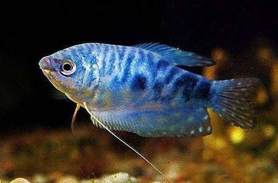 觀賞棒加熱魚需要加水嗎_不需要加熱棒的觀賞魚_觀賞棒加熱魚需要加熱棒嗎