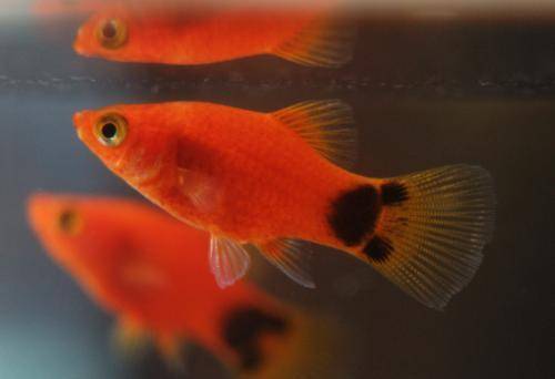 不需要加熱棒的觀賞魚_觀賞棒加熱魚需要加水嗎_觀賞棒加熱魚需要加熱棒嗎