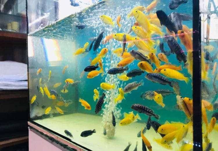 觀賞棒加熱魚需要加熱棒嗎_觀賞棒加熱魚需要加水嗎_不需要加熱棒的觀賞魚