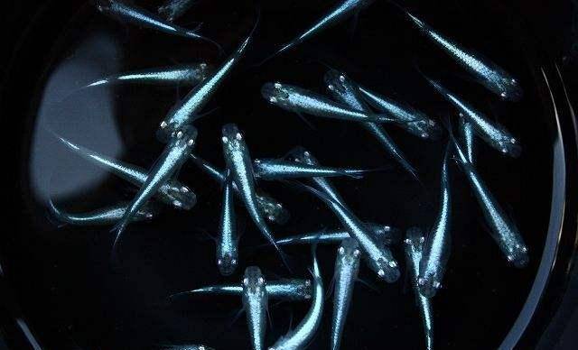 不需要加熱棒的觀賞魚_觀賞棒加熱魚需要加水嗎_觀賞棒加熱魚需要加熱棒嗎