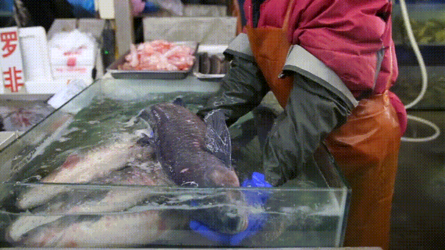 杭州觀賞魚批發市場_杭州市觀賞魚批發市場_杭州賣魚的市場