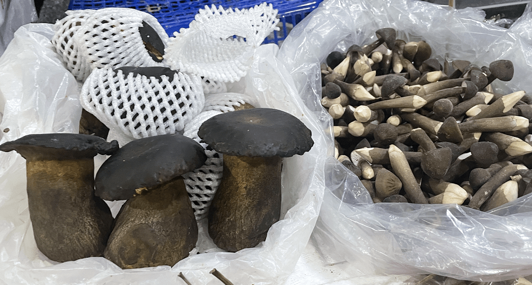 杭州觀賞魚批發市場_杭州賣魚的市場_杭州市觀賞魚批發市場