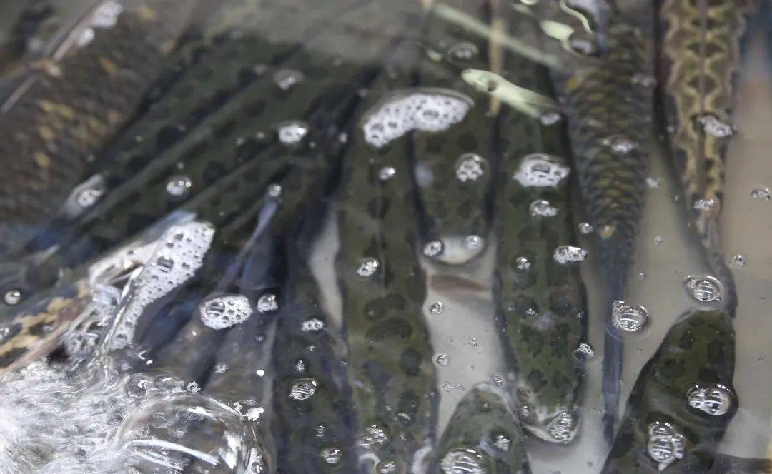 杭州觀賞魚批發市場_杭州賣魚的市場_杭州市觀賞魚批發市場