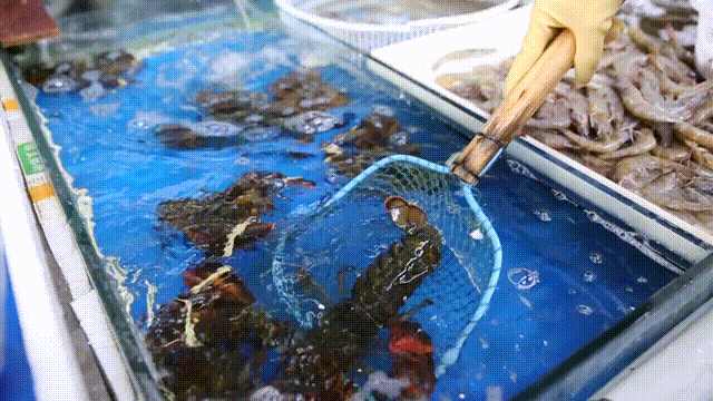 杭州賣魚的市場_杭州市觀賞魚批發市場_杭州觀賞魚批發市場