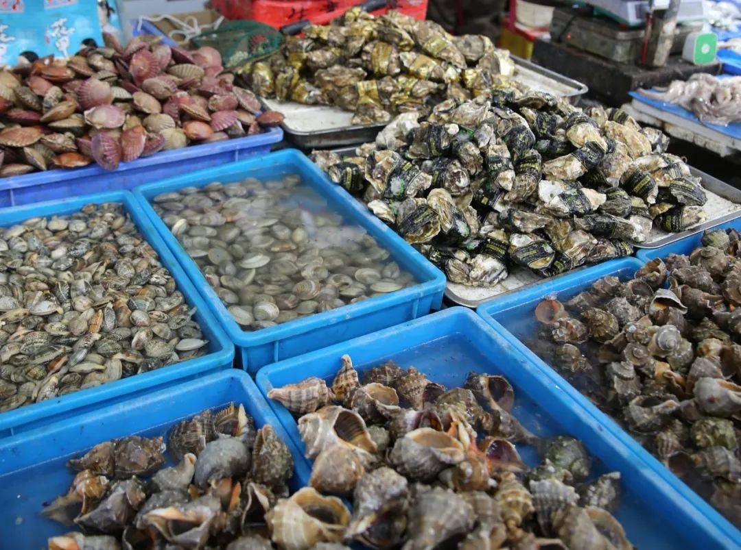 杭州市觀賞魚批發市場_杭州賣魚的市場_杭州觀賞魚批發市場