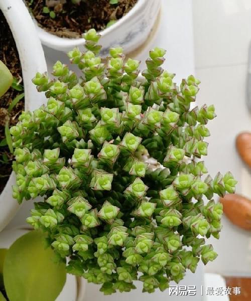 多肉錢串怎么繁殖_多肉錢串串怎么繁殖_串錢多肉怎樣扦插