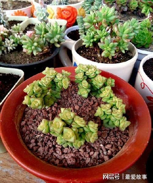 多肉錢串串怎么繁殖_多肉錢串怎么繁殖_串錢多肉怎樣扦插