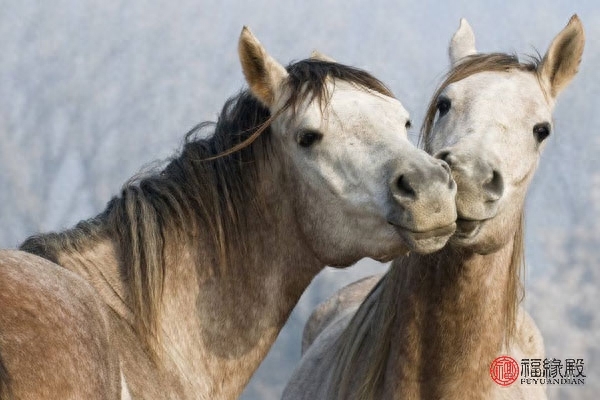 龍女狗男兩生肖能在一起嗎_龍女狗男婚姻怎樣_男龍女狗婚姻是否相配好不好