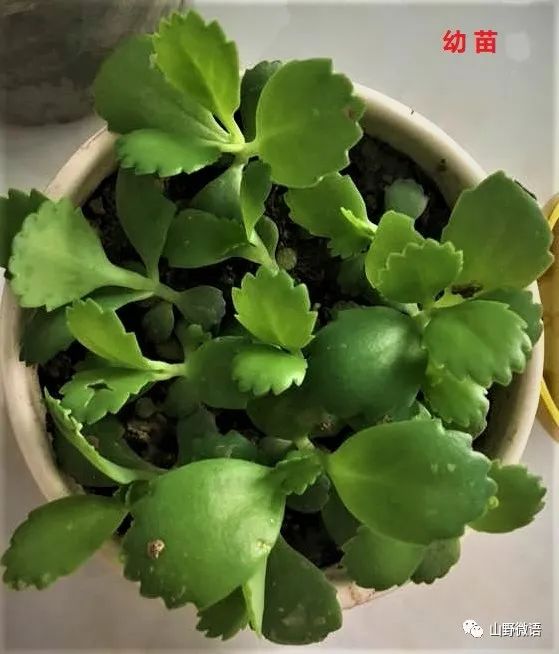 落地生根多肉植物_落地生根多肉植物有毒嗎_多肉落地生根