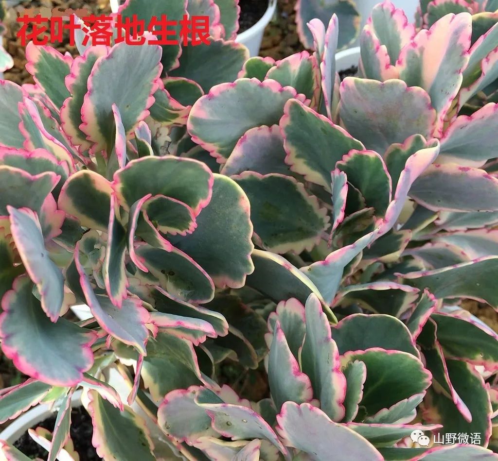 落地生根多肉植物_多肉落地生根_落地生根多肉植物有毒嗎