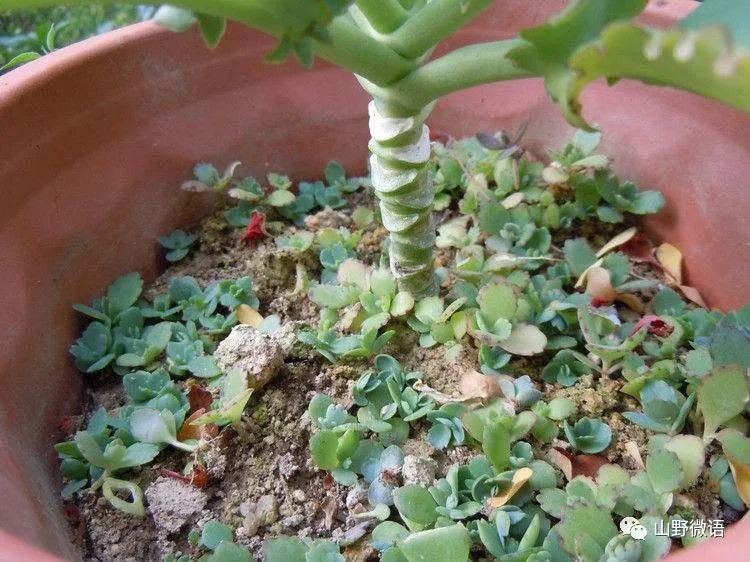 落地生根多肉植物有毒嗎_落地生根多肉植物_多肉落地生根