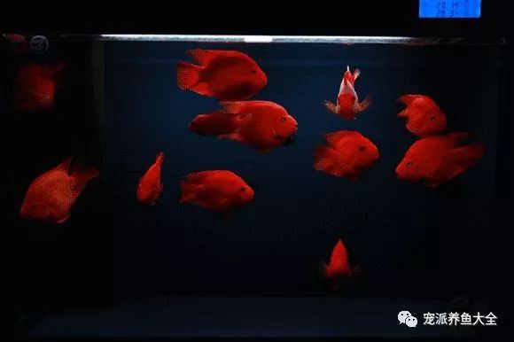 觀賞中型漂亮魚品種_最漂亮的中型觀賞魚_好看的中型觀賞魚