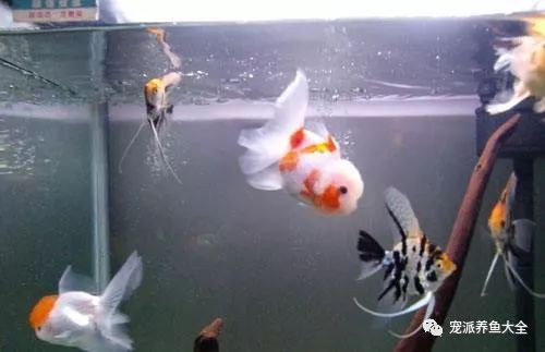 觀賞中型漂亮魚品種_好看的中型觀賞魚_最漂亮的中型觀賞魚