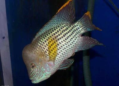 觀賞魚的種類有哪些？