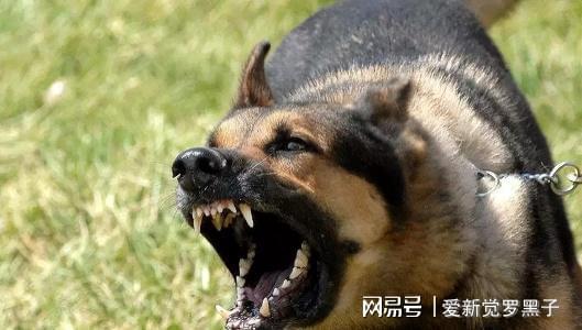 給狗狗打狂犬疫苗多少錢_給狗打疫苗多少錢狂犬_狗狗打的狂犬疫苗價格