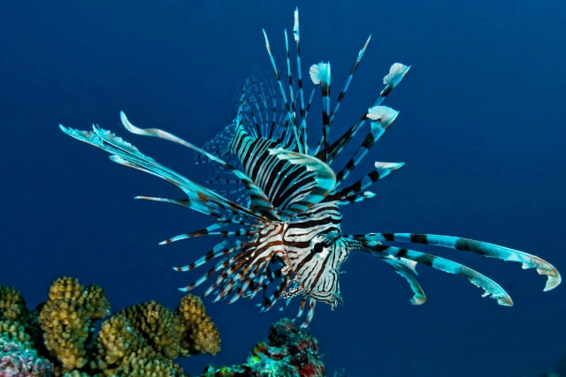 十大最漂亮的海水觀賞魚(yú)