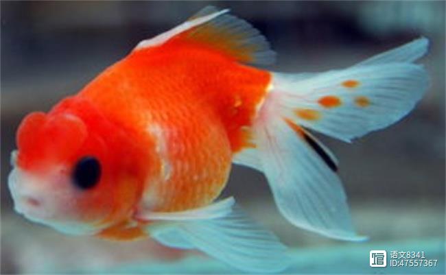 觀賞品種魚有哪些品種_觀賞魚有多少品種_觀賞魚有哪些品種