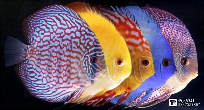 觀賞魚有多少品種_觀賞魚有哪些品種_觀賞品種魚有哪些品種