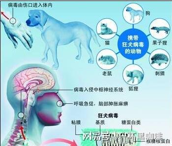 給狗狗咬出點(diǎn)血需要打狂犬疫苗嗎？