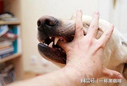 給狗狗打狂犬疫苗多少錢_給狗狗打狂犬疫苗多少錢_給狗狗打狂犬疫苗多少錢