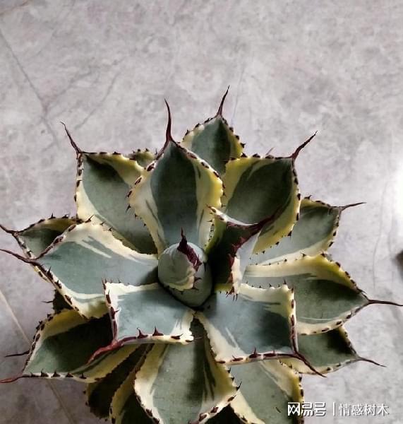 不怕曬的龍舌蘭，霸道總裁型，想要養的“霸氣”，土里加點砂石