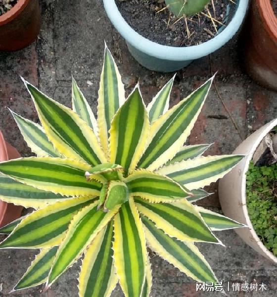 怕曬多肉有哪些_不怕曬的多肉_多肉曬太陽有什么好處