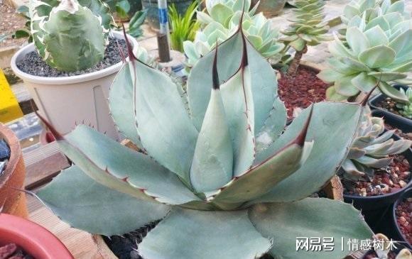 多肉曬太陽有什么好處_怕曬多肉有哪些_不怕曬的多肉