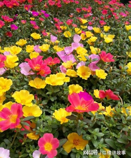 夏季耐熱植物名單：經得住38℃高溫反復折騰的花草，那才叫不怕熱