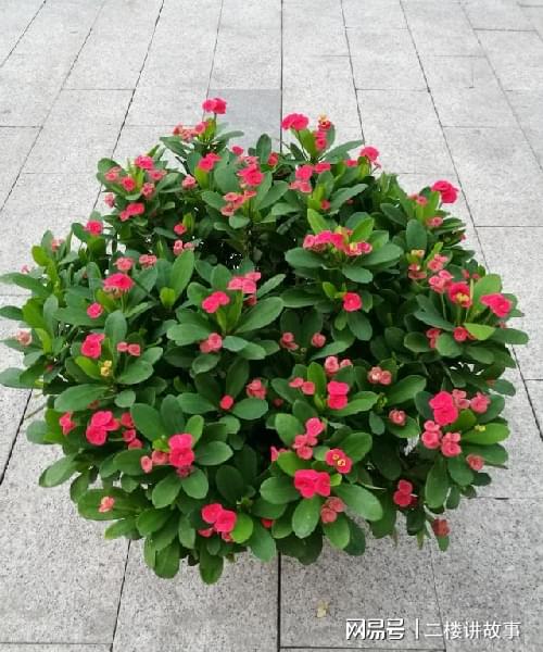 多肉曬太陽有什么好處_怕曬多肉有哪些_不怕曬的多肉