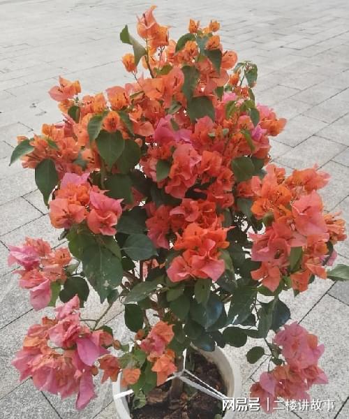 怕曬多肉有哪些_多肉曬太陽有什么好處_不怕曬的多肉