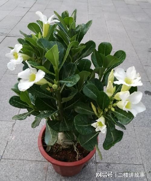 多肉曬太陽有什么好處_不怕曬的多肉_怕曬多肉有哪些