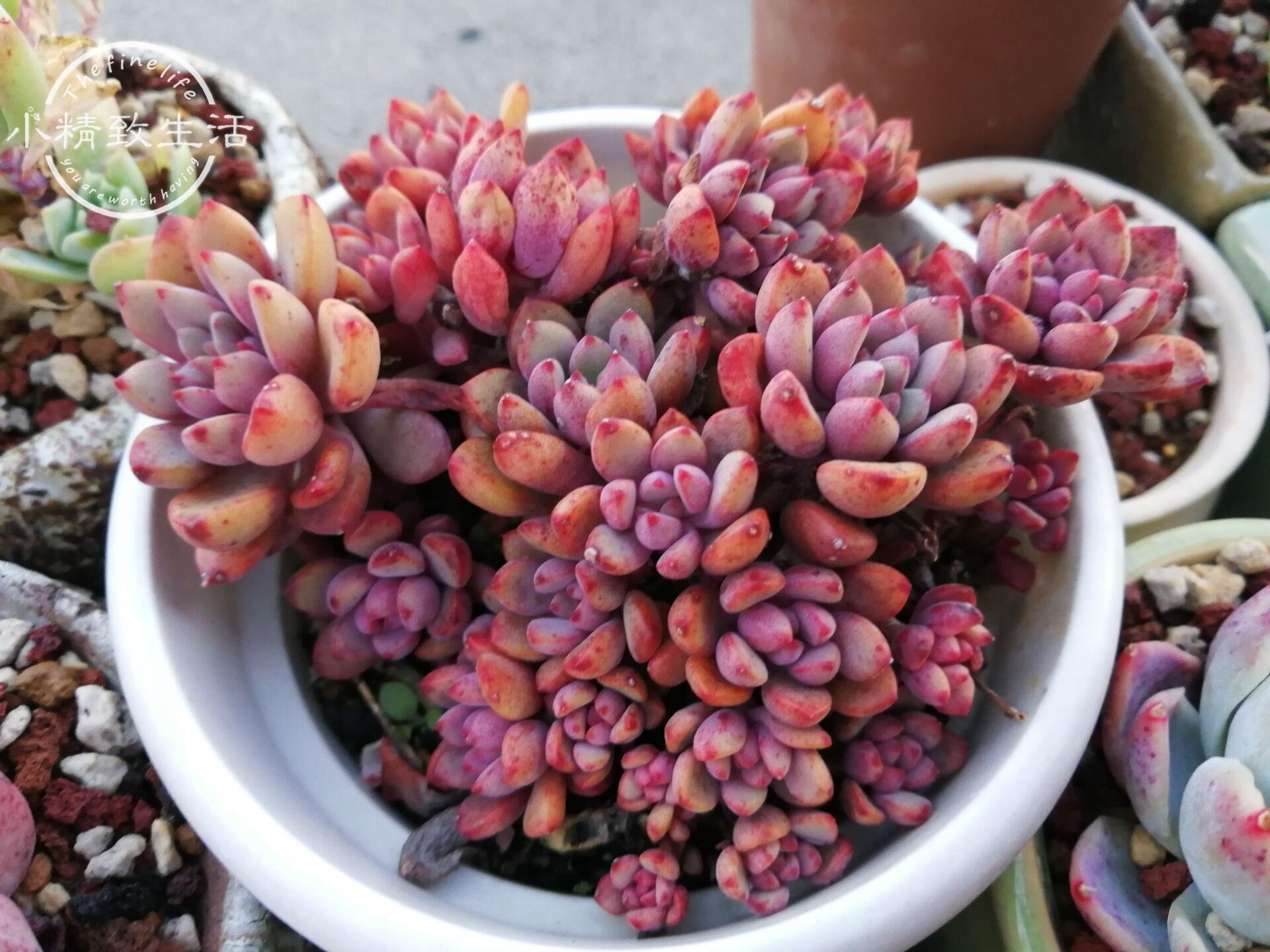 多肉上盆前修根有4個(gè)好處，6種形態(tài)的根系，修根方法各不相同