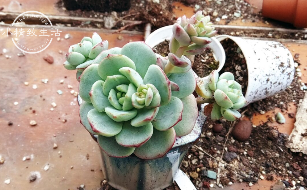 多肉長須根出很多芽怎么辦_多肉長須根出很多葉子_多肉長出很多須根