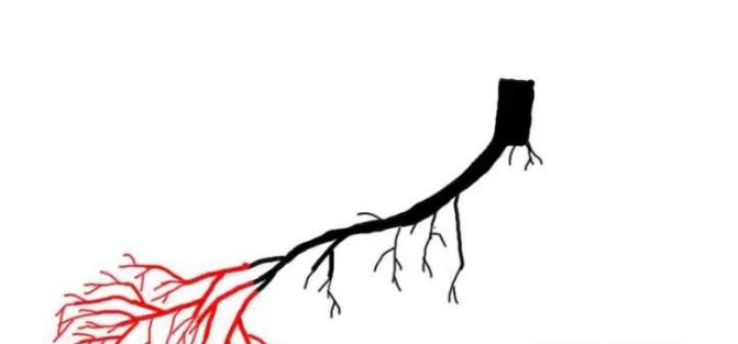 多肉長須根出很多葉子_多肉長出很多須根_多肉長須根出很多芽怎么辦