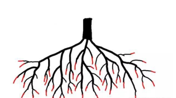 多肉長出很多須根_多肉長須根出很多芽怎么辦_多肉長須根出很多葉子