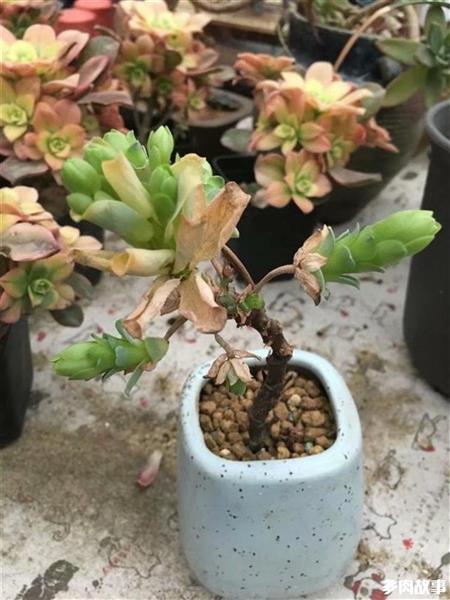 多肉長須根出很多芽_多肉長須根怎么回事_多肉長出很多須根