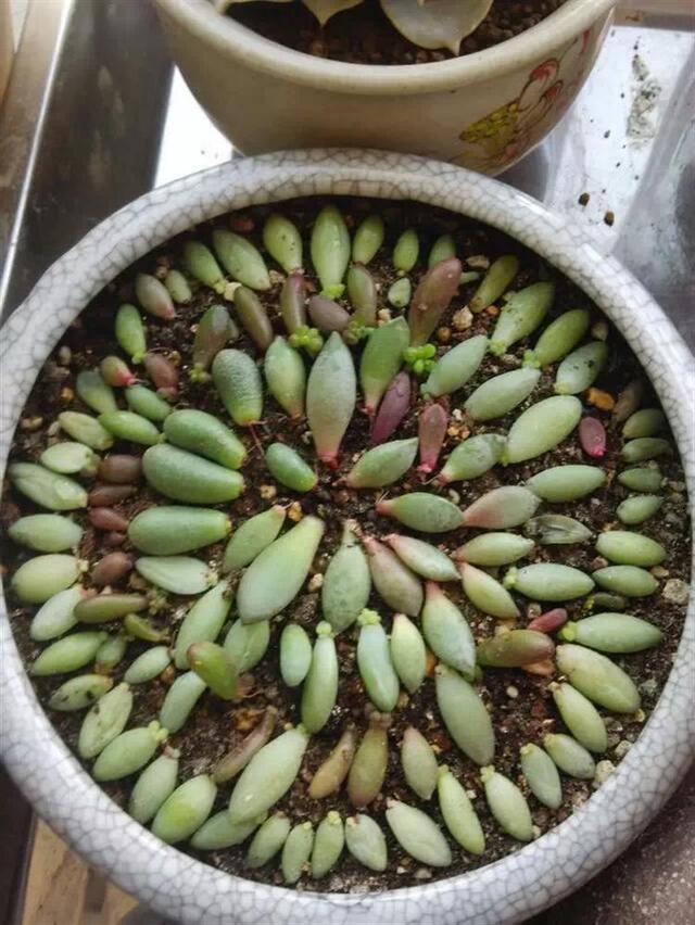 多肉葉插，側躺要比平鋪更容易“扎根”！