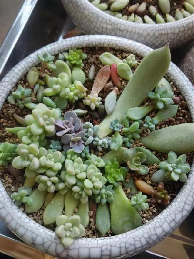 多肉葉插，側躺要比平鋪更容易“扎根”！