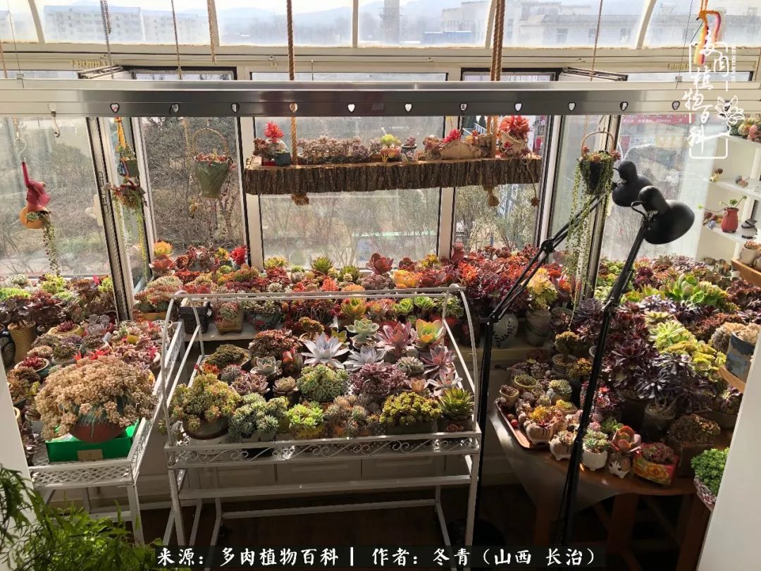 多肉長(zhǎng)出很多須根_多肉長(zhǎng)出很多須根_多肉長(zhǎng)出很多須根