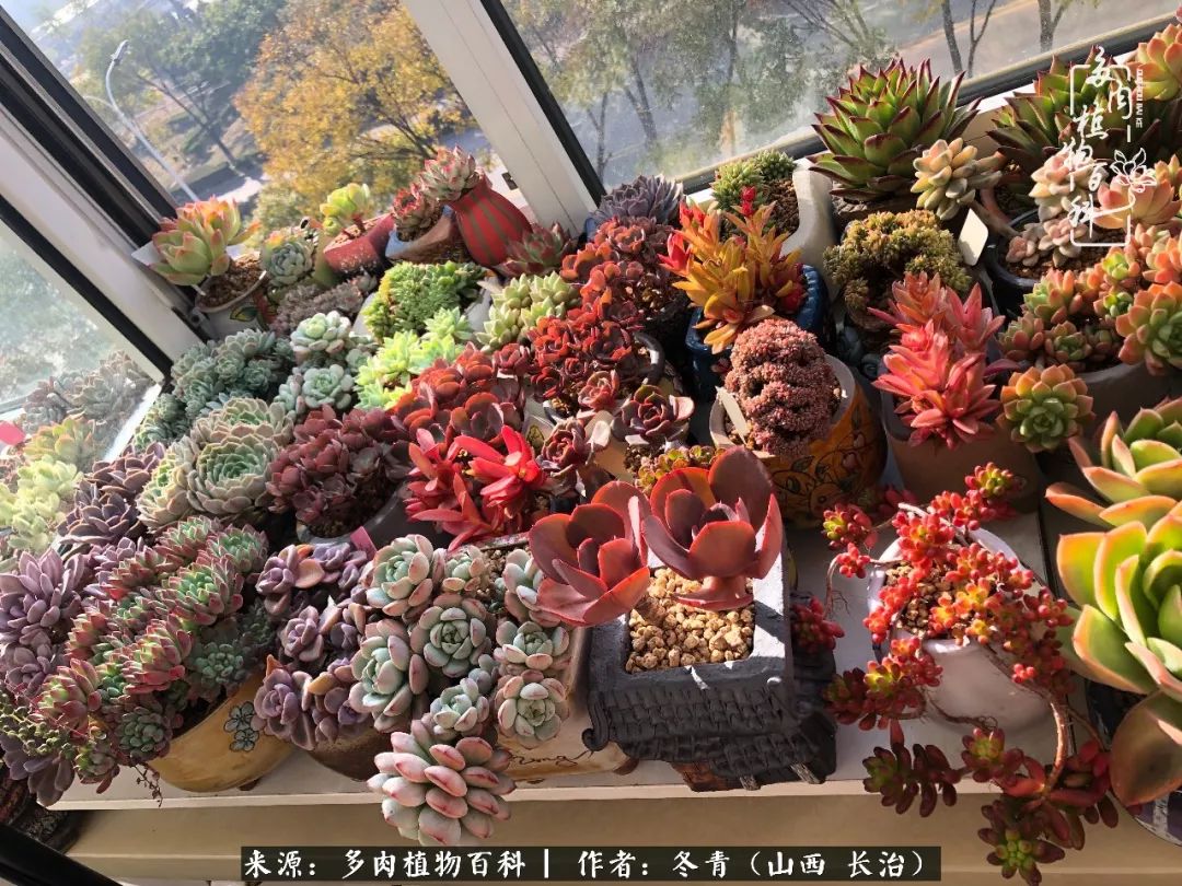 多肉長(zhǎng)出很多須根_多肉長(zhǎng)出很多須根_多肉長(zhǎng)出很多須根